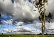 [欧冠开场哨]20240423 奥斯曼-登贝莱.